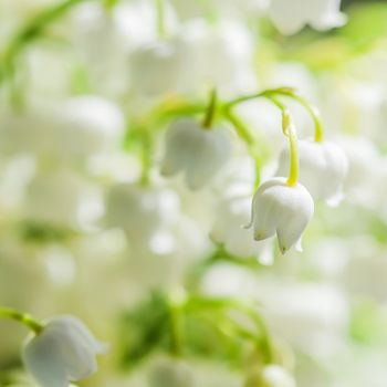 Blooming lily of the valley flowers. Natural floral background. Soft focus