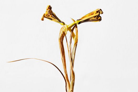 Yellow dried iris flowers on white background