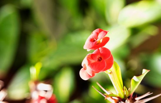 Red flowers of euphorbia geroldii -thornless crown of thorns - ,succculent plant