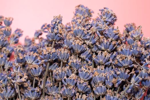 bushes of flowering lavender with a blur. close-up. as a background. High quality photo