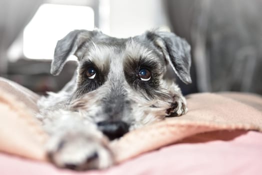 A grey dog of the Schnauzer breed cutely looks up while lying on the bed. Schnauzer dog looks with kind eyes, doggy is lying on the bed. Cute grey dog on the bed.