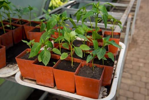 Young green seedlings of peppers in pots in a greenhouse.
