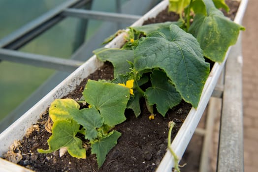 Young green cucumber seedlings in a pot in a greenhouse. Selective focus.