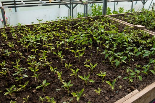 Seedlings in a greenhouse. Selective focus.