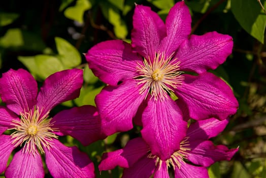 Purple clematis in garden. Close-up of flower. Selective focus.