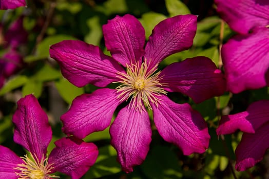 Purple clematis in garden. Close-up of flower. Selective focus.