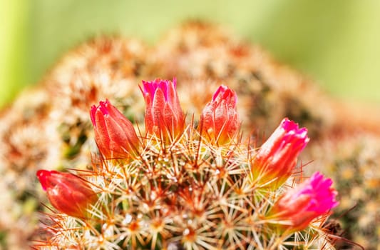 Cactus corolla with   flowers with pink -red petals   and beautiful spines ,studio shot
