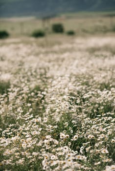 Daisy Chamomile background. Beautiful nature scene with blooming chamomilles in sun flare. Sunny day. Summer flowers