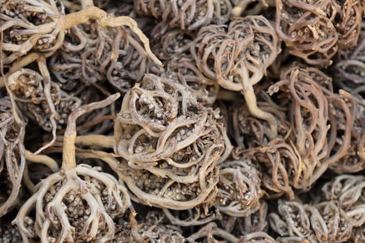 Pile of dried flower of maryam, also called the hand of Fatima. Herbal and alternative medicine. Anastatica hierochuntica. Shrub used for its medicinal properties in childbirth.