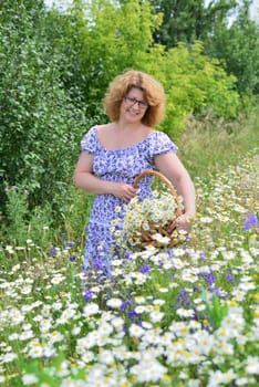 Woman collects bouquet of daisies in the meadow