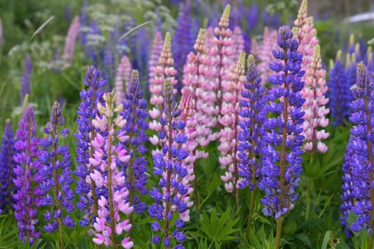 Lawn with wild-growing lupins of a different colors