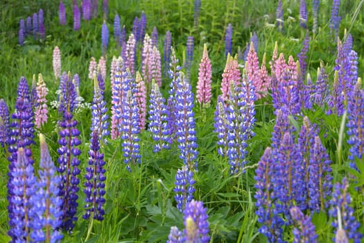 Lawn with wild-growing lupins of a different colors
