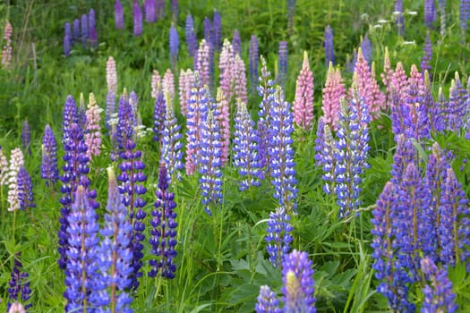 Lawn with wild-growing lupins of a different colors