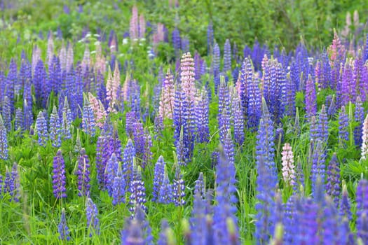 Lawn with wild-growing lupins of a different colors