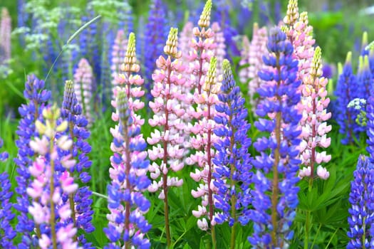 Lawn with wild-growing lupins of a different colors