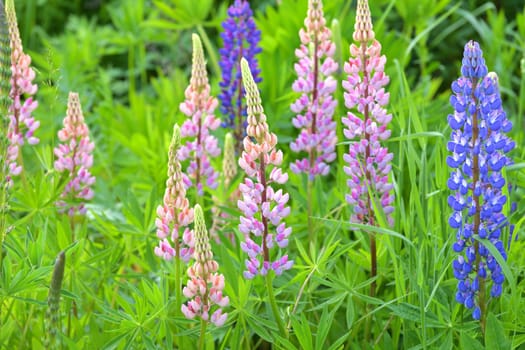 Lawn with wild-growing lupins of a different colors