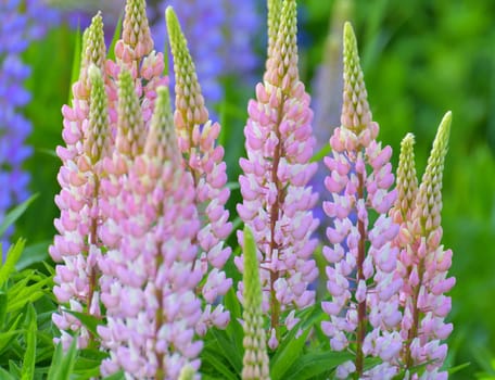 Lawn with wild-growing lupins of a different colors