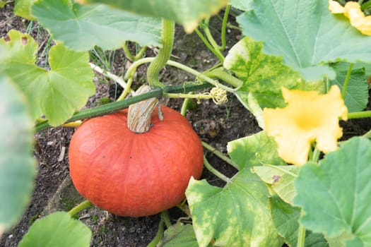 red-orange pumpkin hanging on a stem with large green leaves autumn harvest of vegetables. High quality photo