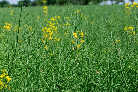 Rapeseed plant is resilient crop that can withstand diverse climatic conditions.