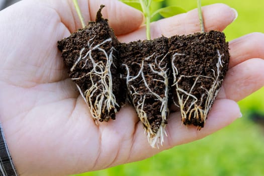 Bell pepper seedlings with a well-developed root system. The root and stem of a pepper seedling in a farmer's hand. Roots close-up.