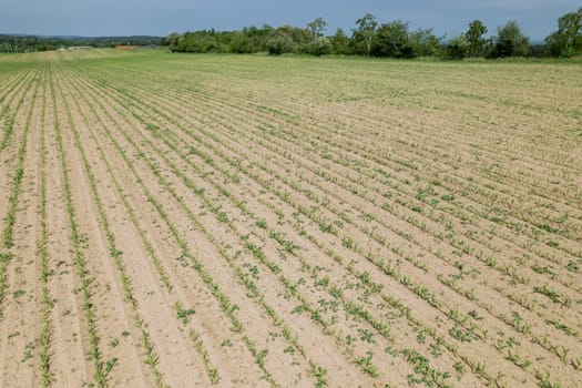 The field is sown with grain, the grain grows. A bird's-eye view of the beautiful nature of the sown fields. Agriculture in the countryside.