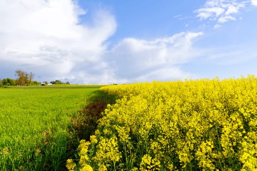 Golden field of rapeseed, with its vibrant yellow blossoms, is sight to behold during harvest season.