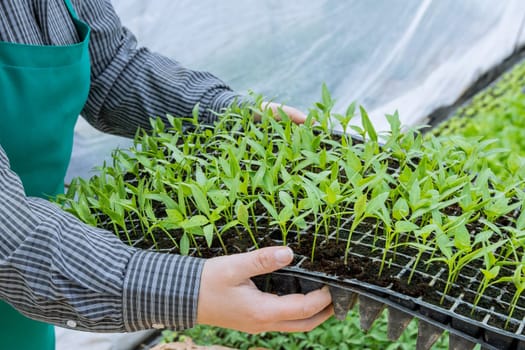 Greenhouse farming provides optimal conditions for the growth of delicate pepper seedlings.