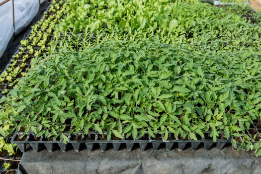 Tomato varieties chosen for greenhouse cultivation are known for their high yield and disease resistance.