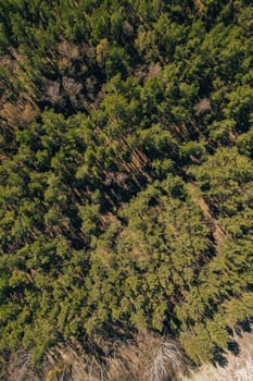 Aerial view of forest tree tops top view. Drone shot over spruce conifer treetops in summer spring autumn trees, nature background landscape Birds eye view use the drone in morning bright sunlight