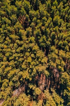 Aerial view of forest tree tops top view. Drone shot over spruce conifer treetops in summer spring autumn trees, nature background landscape Birds eye view use the drone in morning bright sunlight