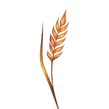 Watercolor wheat, oat, spikelets of rye product illustration. Painted isolated natural organic fresh eco food on white background