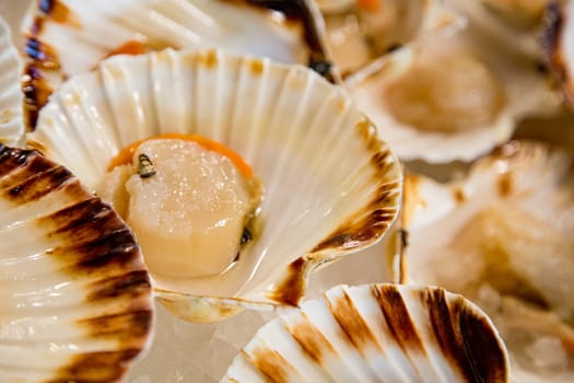 Top view of fresh scallops on a fishmonger's stall. Gourmet sea healthy food.