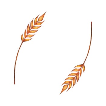 Watercolor ears of wheat frame border illustration isolated on white background. Template for decorating designs and illustrations.