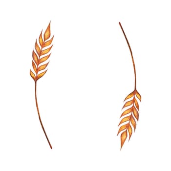 Watercolor ears of wheat frame border illustration isolated on white background. Template for decorating designs and illustrations.