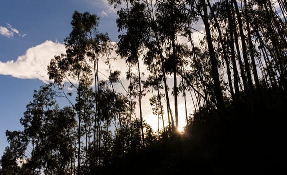 View of a backlit silhouette at sunset of a forest with eucalyptus and ferns plantation in spring, in Asturias, Spain.