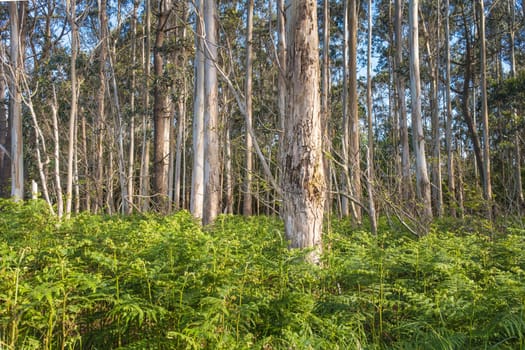 View of a forest with eucalyptus plantation and very leafy ferns in spring, in Asturias, Spain.