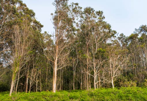 View of a forest with eucalyptus plantation and very leafy ferns in spring, in Asturias, Spain.