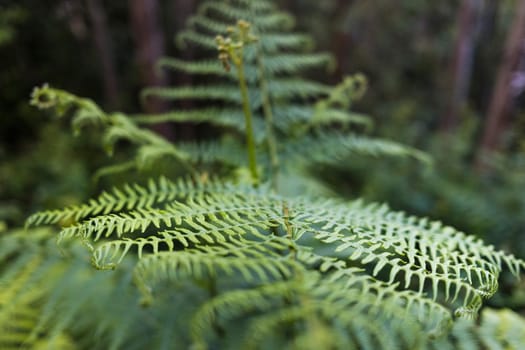 Macro photograph of the leaves of a fern in spring with very shallow depth of field.