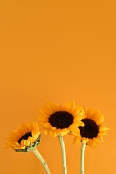 Bouquet of sunflowers on light yellow background with copy space for your text.