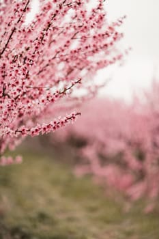 A peach blooms in the spring garden. Beautiful bright pale pink background. A flowering tree branch in selective focus. A dreamy romantic image of spring. Atmospheric natural background.
