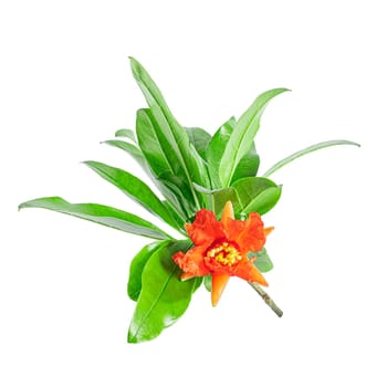 Pomegranate branch with flowering fruit, stamens and leaves isolated on white background.