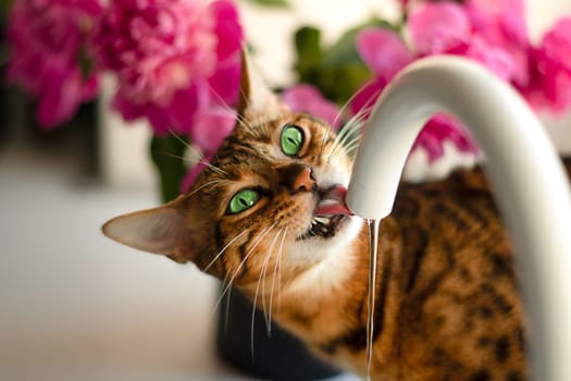 Animals. A beautiful red domestic leopard bengal cat with emerald or green eyes drinks water from the tap in the kitchen. Against the background of a window and flowers, purple peonies. Concept. Close-up. soft focus