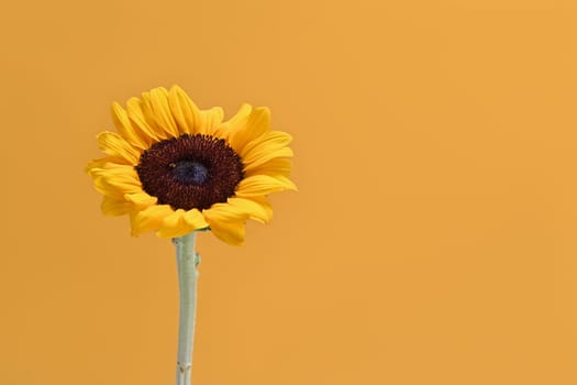 Sunflower isolated yellow background. Space for your text, natural background, autumn or summer concept.