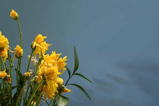Wilted marigold flowers on blue background with copy space for your text.