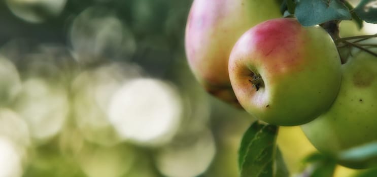 Banner, fruit and apple on trees in farm for agriculture, orchard farming and harvest. Nature mockup, sustainability and closeup of green or red apples growing for organic, healthy or natural produce.