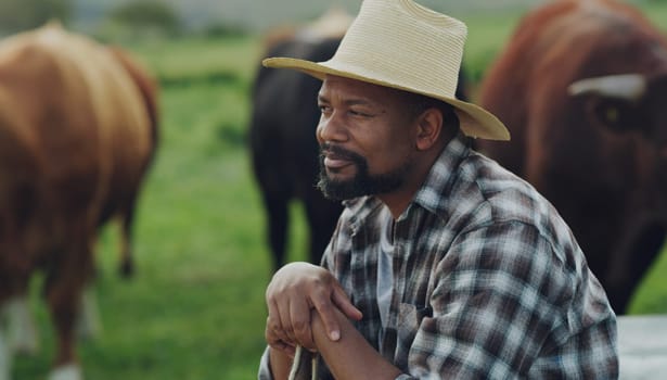 Field, man farmer and sitting thinking by farm with cows on grass in the background. Agriculture or countryside, sustainability or eco friendly and happy person brainstorming with cattle or animals.