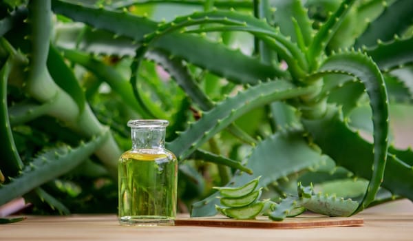 aloe vera essential oil on a wooden background, juice. Selective focus