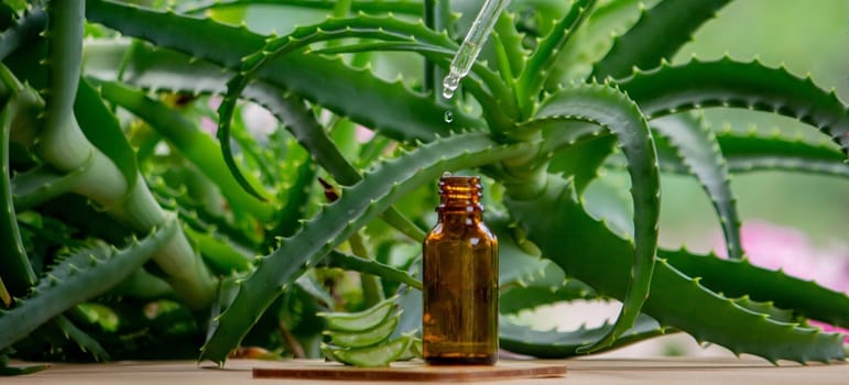 aloe vera essential oil on a wooden background, juice. Selective focus