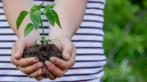 the farmer plants a plant, pepper seedlings. Selective focus