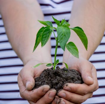 the farmer plants a plant, pepper seedlings. Selective focus